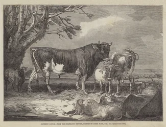 Alderney-Rinder
